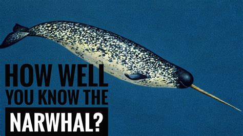 Narwhal Meaning In Tamil .